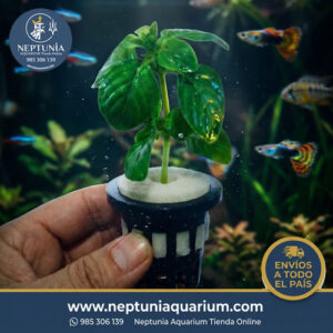 Limnophila Rugosa (1 Tallo +Vaso plástico + Sistema de hidroponía)