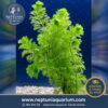 Ambullia (18-28cm - 1 tallo)