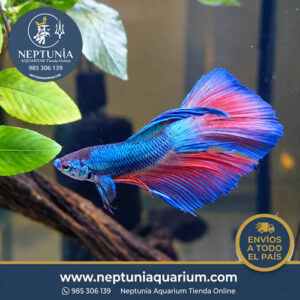 Betta (Tamaño G) (Macho)