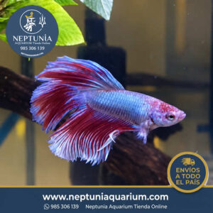 Betta (Tamaño G) (Macho)
