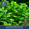 Bacopa Minnoeri (1 tallo)