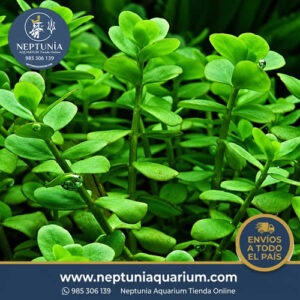 Bacopa Minnoeri (1 tallo)