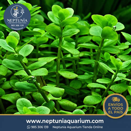 Bacopa Minnoeri