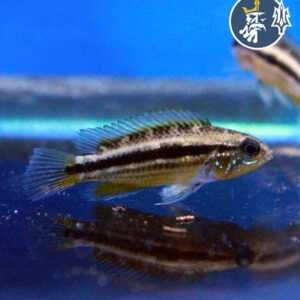 Apistogramma Agassizii (2-3cm)