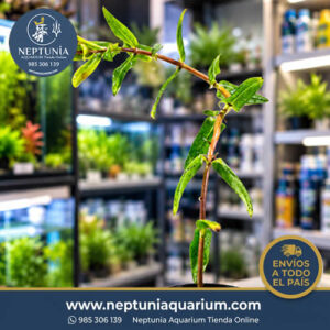 Acmella Repens (1 tallo)