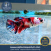 Betta Comercial (hembra)