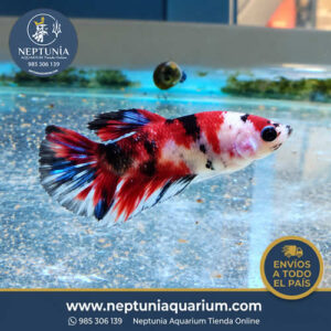 Betta Comercial (hembra)