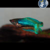 Betta Comercial (hembra)