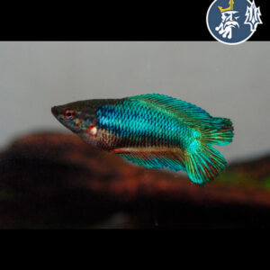 Betta Comercial (hembra)