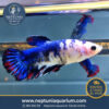 Betta Comercial (hembra)