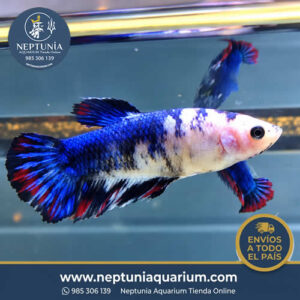 Betta Comercial (hembra)