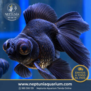 Goldfish  Telescopio (9-10 cm)