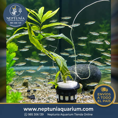 hygrophila angustipholia