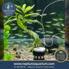 Hygrophila Angustifolia (18-20cm - 1 tallo)