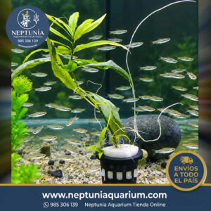 Hygrophila Angustifolia (18-20cm - 1 tallo)