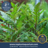 Hygrophila Pinnatifida (1 Tallo)