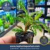Hygrophila Pinnatifida  (2 tallo – En vaso plástico + Sistema de hidroponía)
