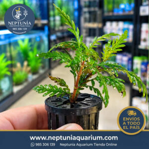 Hygrophila Pinnatifida (1 Tallo)
