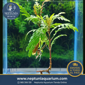 Hygrophila Pinnatifida (1 Tallo)